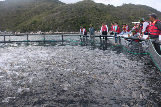 Nuôi trồng thủy sản kiểu lồng Na Uy trên vịnh Vân Phong, tỉnh Khánh Hòa. Ảnh: KS.