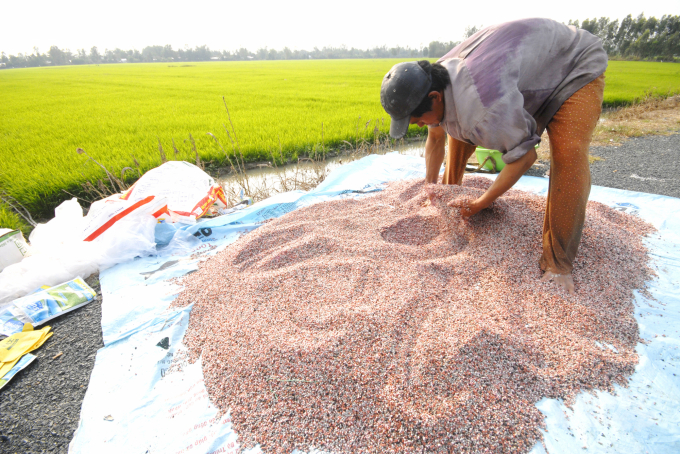 Vietnam's agriculture is aiming for chemical fertilizers reduction - an urgent demand and an inevitable trend. Photo: LHV.