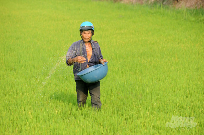 In general, the amount of chemical fertilizers used in Vietnam is equivalent to that of countries with advanced intensive cultivation in the region. Photo: LHV.