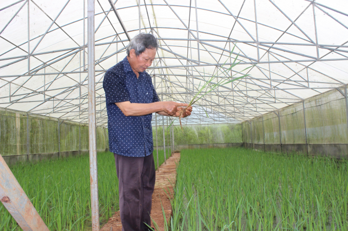 PGS.TS Nguyễn Văn Hoan vẫn hàng ngày tận tụy với công tác nghiên cứu lúa lai ở mảnh đất vùng sâu, vùng xa của huyện Chư Prông (Gia Lai). Ảnh: Đỗ Doanh.