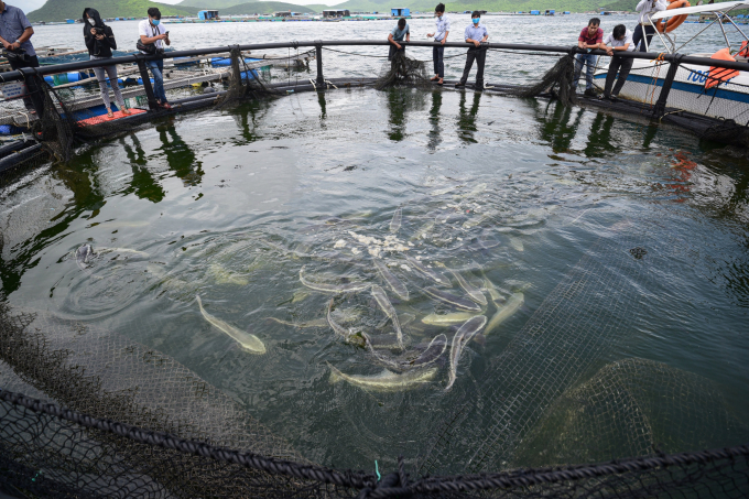 Green aquaculture environment requires minimizing the use of chemicals and antibiotics. Photo: Tung Dinh.