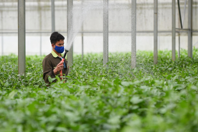 Responsible agricultural production is an urgent requirement at the moment. Photo: Tung Dinh.