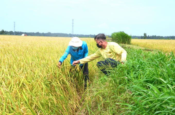Nông dân vùng hạn mặn huyện Tiểu Cần, Trà Vinh rất tâm đắc vì áp dụng công nghệ tưới ngập - khô xen kẽ trong canh tác lúa. Ảnh: Minh Đãm.