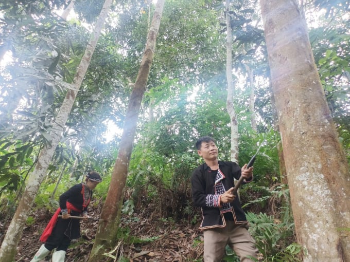 Lào Cai sẽ đẩy mạnh xây dựng rừng quế gắn với phát triển rừng bền vững, cấp chứng chỉ FSC. Ảnh: Lưu Hòa.