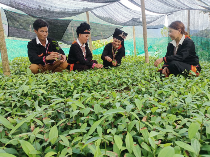 Improving the quality of cinnamon varieties is the orientation that Lao Cai is focusing on in the coming period. Photo: Luu Hoa.