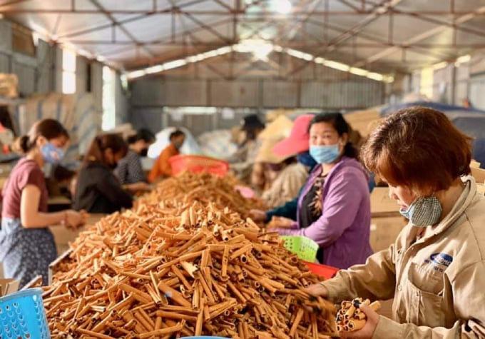 Lao Cai province's cinnamon has been exported to 9 countries and is constantly reaching out to the international market. Photo: Luu Hoa.