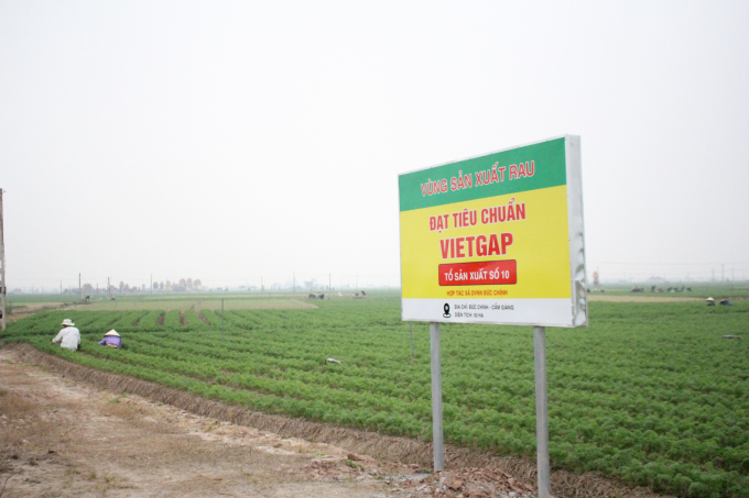 For the 2021-2022 carrot crop year, the Hai Duong Department of Agriculture and Rural Development has assisted the building of a 120-hectare VietGAP certified carrot producing area in Cam Giang district (Duc Chinh commune 50 ha, Cam Van 70 ha). Photo: Trung Quan.