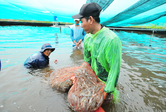 Ninh Thuận đã phối hợp chặt chẽ, hiệu quả với các tỉnh ở vùng nuôi tôm trọng điểm ĐBSCL nhằm quản lý chất lượng tôm giống theo chuỗi từ nơi sản xuất tới cơ sở nuôi. Ảnh: LHV.