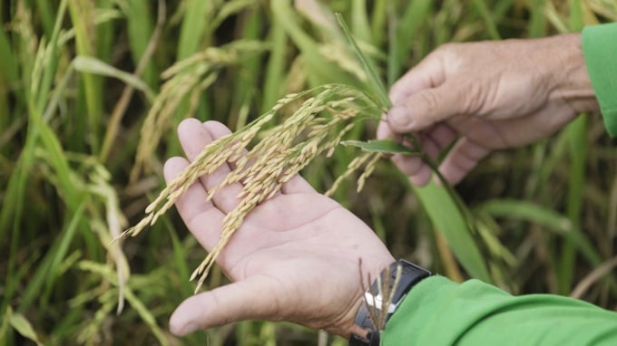 Kỹ thuật tới ướt - khô xen kẽ còn giúp lúa sạch bệnh, năng suất cao hơn. Ảnh: Minh Đãm.