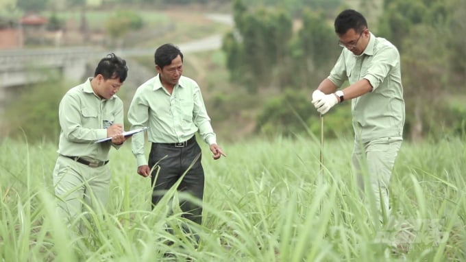 Công ty Cổ phần Đường Quảng Ngãi phối hợp với Công ty Phân bón Việt - Nhật lấy lấy mẫu đất trên vùng nguyên liệu mía Đông Gia Lai để phân tích. Ảnh: Vũ Đình Thung.