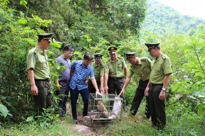 Lực lượng Kiểm lâm Bắc Giang phối hợp với Kiểm lâm Bắc Ninh thả động vật rừng quý hiếm về tự nhiên tại Khu Bảo tồn thiên nhiên Tây Yên Tử. Ảnh: Dương Đại Tiến.