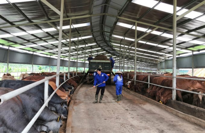 The cow farm in T&T 159 Hoa Binh Joint Stock Company. Photo: TL.
