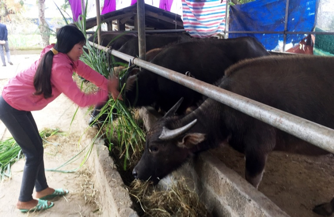 Người dân Lai Châu trồng thêm cỏ voi để đảm bảo đủ thức ăn cho đàn gia súc trong mùa đông. Ảnh: H.Anh