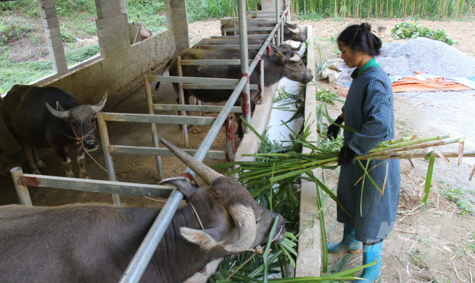 Các địa phương đã vận động nhân dân trồng thêm nhiều diện tích cỏ voi làm thức ăn dự trữ cho đàn gia súc vào mùa đông. Ảnh: Công Hải.