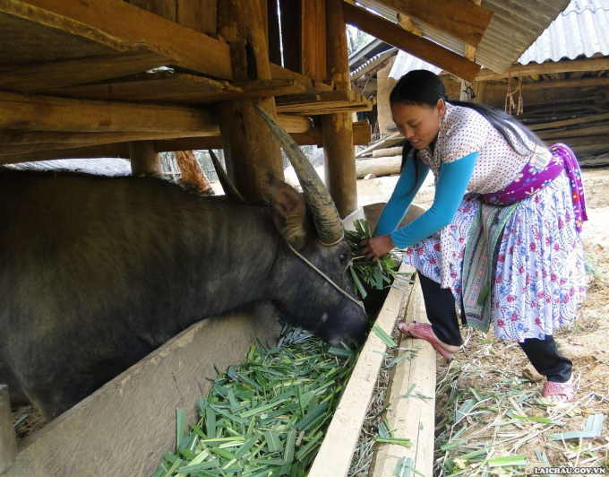 Người dân Lai Châu chuẩn bị nguồn thức ăn dồi dào cho đàn trâu bò vào mùa rét. Ảnh: T.L