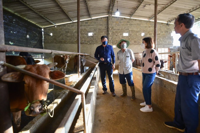Mô hình nuôi bò vỗ béo theo quy trình kỹ thuật, chủ động trồng cỏ làm thức ăn được nhân rộng từ dự án khuyến nông trong giai đoạn 2013 - 2015 tại huyện Mèo Vạc, Hà Giang. Ảnh: Tùng Đinh.