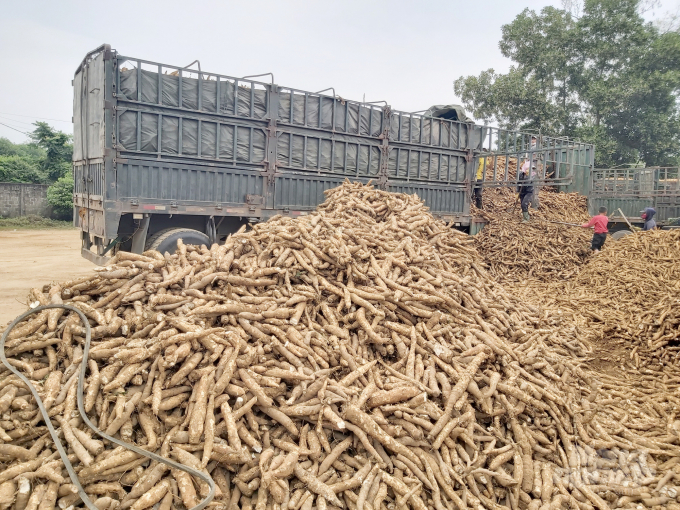 Cassava starch processing often causes heavy environmental pollution, so it is necessary to find solutions in converting cassava waste into microbial organic fertilizer. Photo: NNVN.