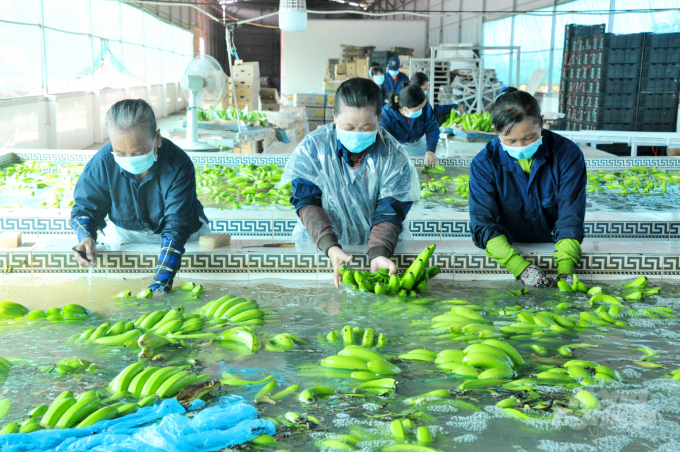 Trong bối cảnh dịch bệnh Covid-19, tuy nhiên từ đầu năm 2021 đến nay, sản xuất nông nghiệp của An Giang vẫn được duy trì ổn định. Ảnh: Lê Hoàng Vũ.