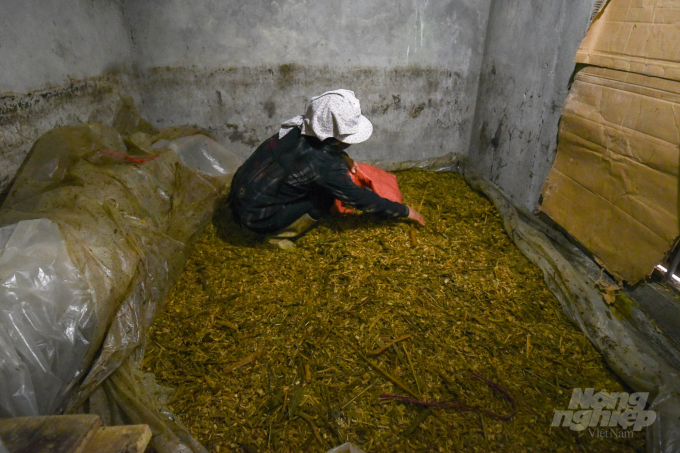 Nông dân tại huyện Bắc Mê, Hà Giang ủ chua cỏ theo hướng dẫn của cán bộ khuyến nông làm thức ăn dự trữ cho gia súc, đặc biệt là trong mùa đông. Ảnh: Tùng Đinh.