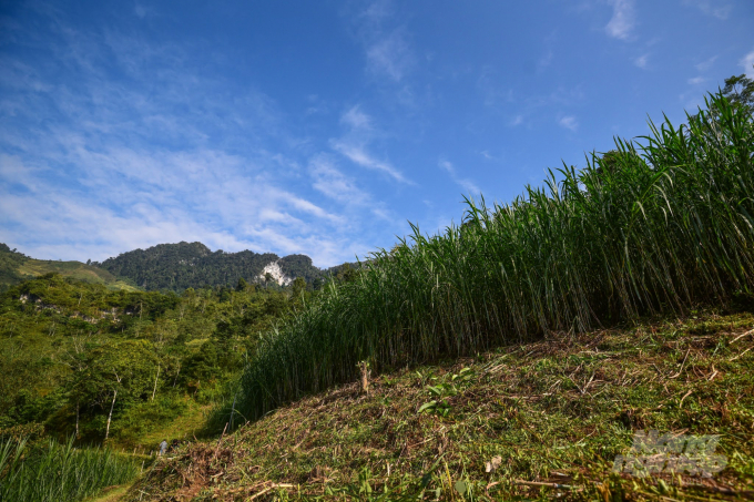 Ở Hà Giang hiện nay, đi đâu cũng có thể thấy được những mảng cỏ xanh mướt trên núi đá phục vụ cho nhu cầu chăn nuôi đại gia súc của người dân. Ảnh: Tùng Đinh.