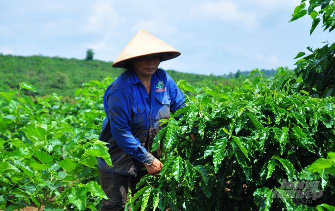 Dự án VnSAT đã hỗ trợ, phổ biến kỹ thuật cho người dân trồng cà phê thông qua chương trình đào tạo nông dân theo phương pháp lớp học tại đồng ruộng. Ảnh: Minh Hậu.