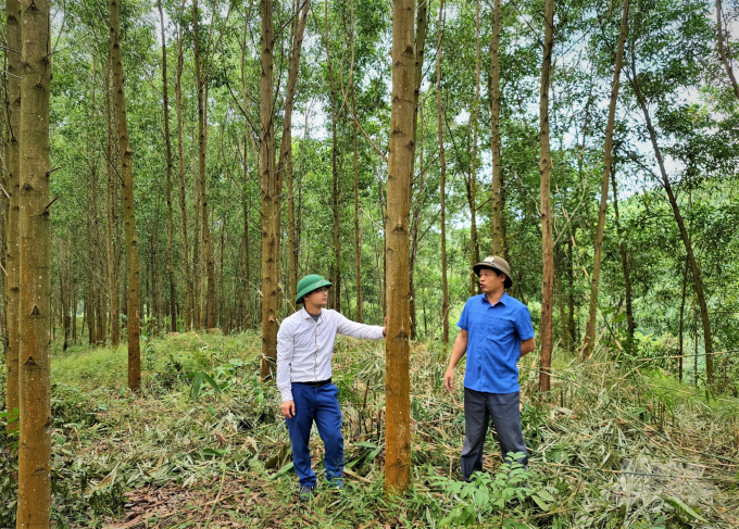 Dịch Covid-19 khiến hoạt động sản xuất kinh doanh gỗ rừng trồng ở Tuyên Quang gặp nhiều khó khăn. Ảnh: Đào Thanh.