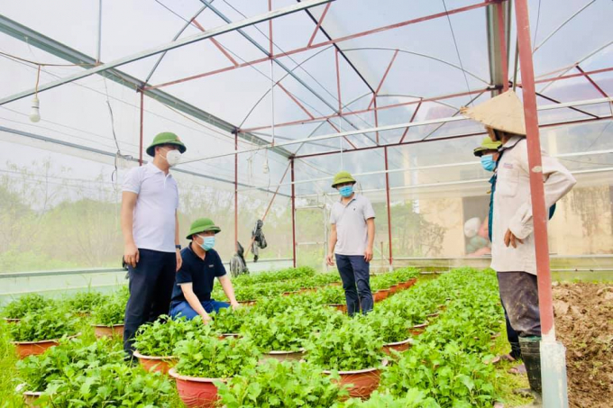 Tận dụng hệ thống nhà màng trồng dưa có sẵn, nông dân xã Lưu Vĩnh Sơn đã tranh thủ trồng thêm vụ hoa bán Tết, cho thu nhập cao. Ảnh: Hoàng Thanh.