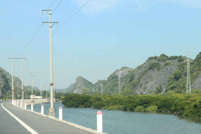 Rừng ngập mặn ở xã Phù Long được được quy hoạch đưa vào phát triển du lịch trải nghiệm. Ảnh: Đinh Mười.