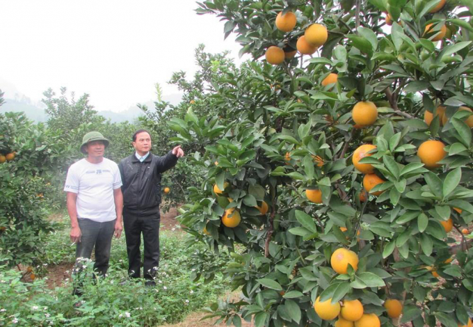 Hiện nay, người trồng cam của Nghệ An đã chú trọng hơn cho việc canh tác theo hướng hữu cơ. Ảnh: BNA.