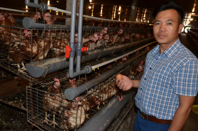 Trang trại nuôi gà đẻ ở xã Liên Châu. Ảnh: NNVN.