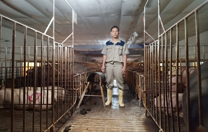 Một trang trại chăn nuôi lợn ở Ứng Hòa. Ảnh: NNVN.