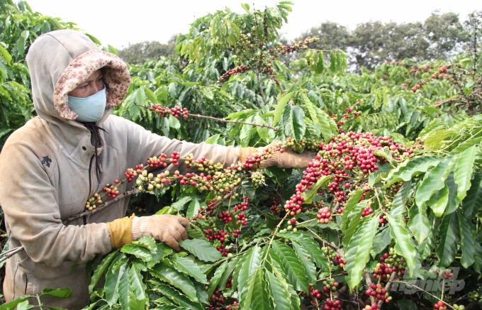 Dự án VnSAT giúp nông dân liên kết với các doanh nghiệp, tổ chức để sản xuất cà phê bền vững. Ảnh: Quang Yên.