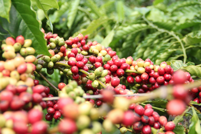 Nông dân được đào tạo khoa học kỹ thuật giúp sản lượng cà phê được nâng cao. Ảnh: Mai Phương.