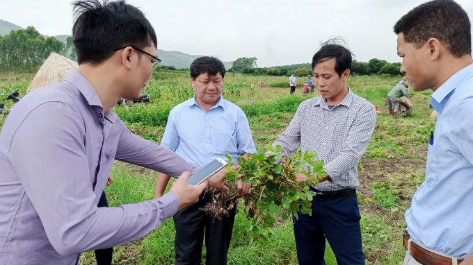 Các cán bộ Trung tâm Khuyến nông tỉnh Quảng Ninh trao đổi kinh nghiệp với các đơn vị liên quan, theo dõi quá trình sinh trưởng của giống lạc L29. Ảnh: TL.