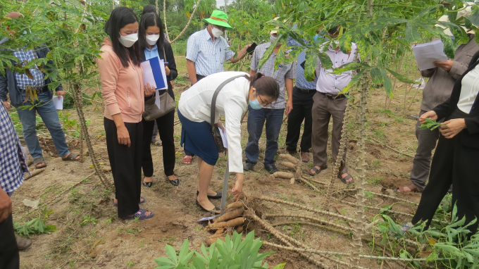 Đại biểu tham quan các giống sắn khảo nghiệm tại xã Xuân Quang 2 (huyện Đồng Xuân, Phú Yên). Ảnh: MHN.