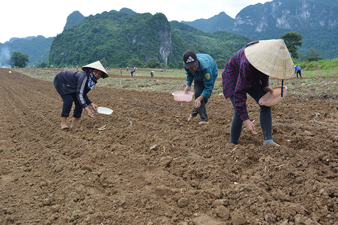 Trung tâm Khuyến nông tỉnh Quảng Ninh tổ chức hoạt động thông tin tuyên truyền, tập huấn, hướng dẫn kỹ thuật cho nông dân nắm bắt và thực hiện đúng cơ cấu giống, thời vụ, kỹ thuật sản xuất. Ảnh: TL.