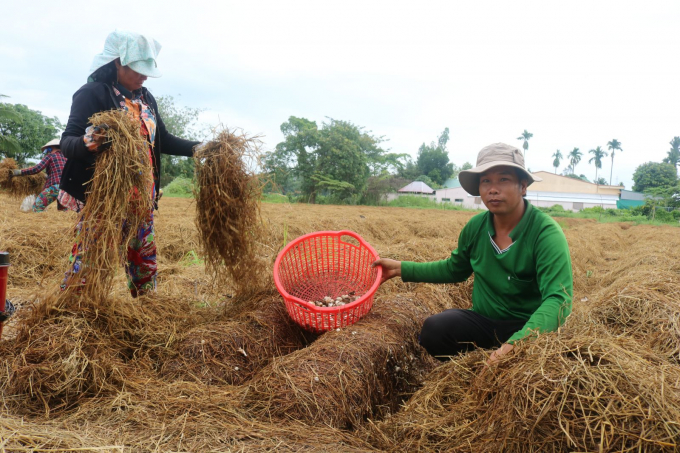 Rice straw is a common by-product that can be usefully used for many different purposes. However, at present, tens of millions of tons of Vietnamese rice straw are still wasted or burned in the fields, polluting the environment. Photo: TL.