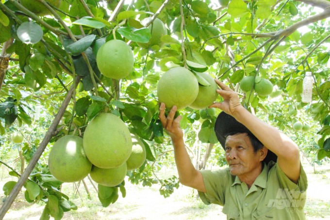 Ông Nguyễn Văn Mười Một đang chăm sóc vườn bưởi hướng hữu cơ để bán vào dịp Tết năm nay. Ảnh: Ngọc Trinh. 