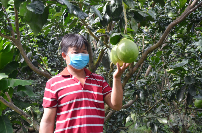 Nhờ sử dụng SEA, vườn bưởi 9 năm tuổi của anh Nguyễn Văn Thanh năng suất đạt 4 tấn/công, mỗi năm thu về trên 200 triệu đồng. Ảnh: Ngọc Trinh.  