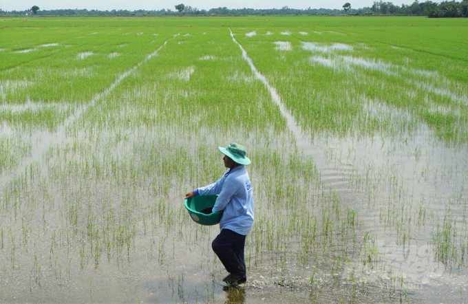 Riêng về nước tưới, nhờ áp dụng kỹ thuật tưới ướt - khô xen kẽ trong vụ lúa, trung bình nông trong vùng dự án VnSAT giảm khoảng 30% so với canh tác truyền thống trước đây. Ảnh: Đào Trung Chánh.