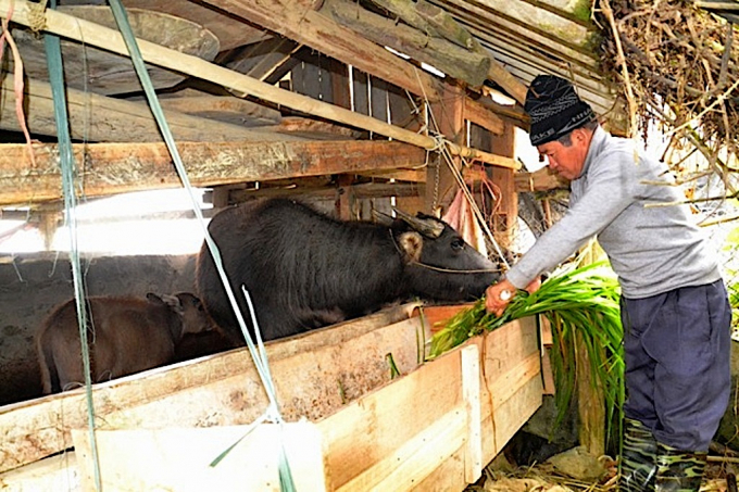 Hiện nay, người dân vùng cao Lào Cai đã chú trọng cho việc phòng, chống đói rét cho gia súc trong mùa đông. Ảnh: HĐ.