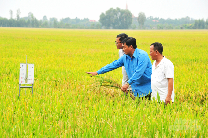 Xây dựng vùng Tứ giác Long Xuyên thành vùng nguyên liệu lúa gạo chất lượng cao, liên kết để nâng chuỗi giá trị hạt gạo sẽ giúp người dân nơi đây làm giàu. Ảnh: Lê Hoàng Vũ.