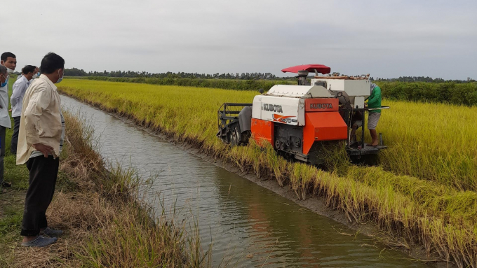 Organic rice -shrimp farming system has become more and more popular. Photo: Diem Trang.