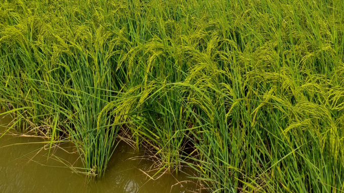 ST25 rice variety is resistant to diseases. Photo: Diem Trang.