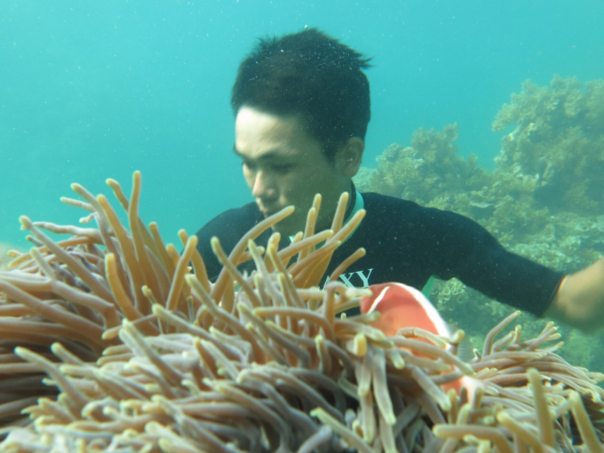 Mỗi tháng 2 lần, những thợ lặn trong tổ cộng đồng của xã Nhơn Hải (TP Quy Nhơn, Bình Định) lặn bắt sao biển gai và dọn vệ sinh nền đáy bảo vệ san hô 1 lần. Ảnh: A.T.
