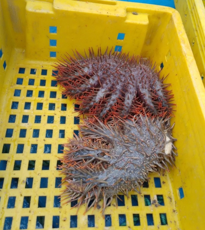 The thorny starfish, the harmful aquatic species which often damages coral reefs, is caught by the community group. Photo: A.T.