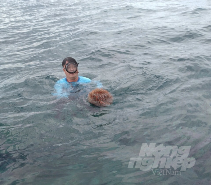 A member of the community group in Ghenh Rang ward (Quy Nhon City, Binh Dinh Province) dives to catch thorny starfish to protect corals. Photo: A.T.