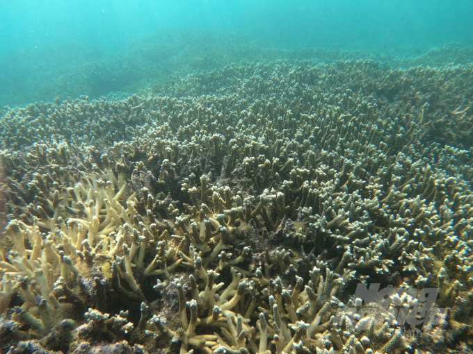 The coral reef ecosystem in the waters of Nhon Chau (Quy Nhon City, Binh Dinh) is very well recovering. Photo: A.T.
