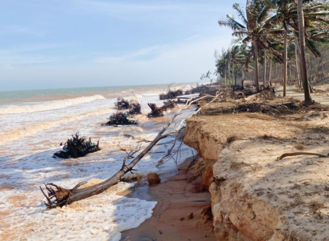 Những năm gần đây tình trạng sạt lở bờ biển ở Bình Thuận ngày càng báo động. Ảnh: KS.