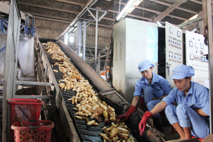 Nghệ An khuyến cáo nông dân không mở rộng diện tích sắn, chỉ duy trì tại các vùng nguyên liệu cho nhà máy chế biến. Ảnh: NNVN.